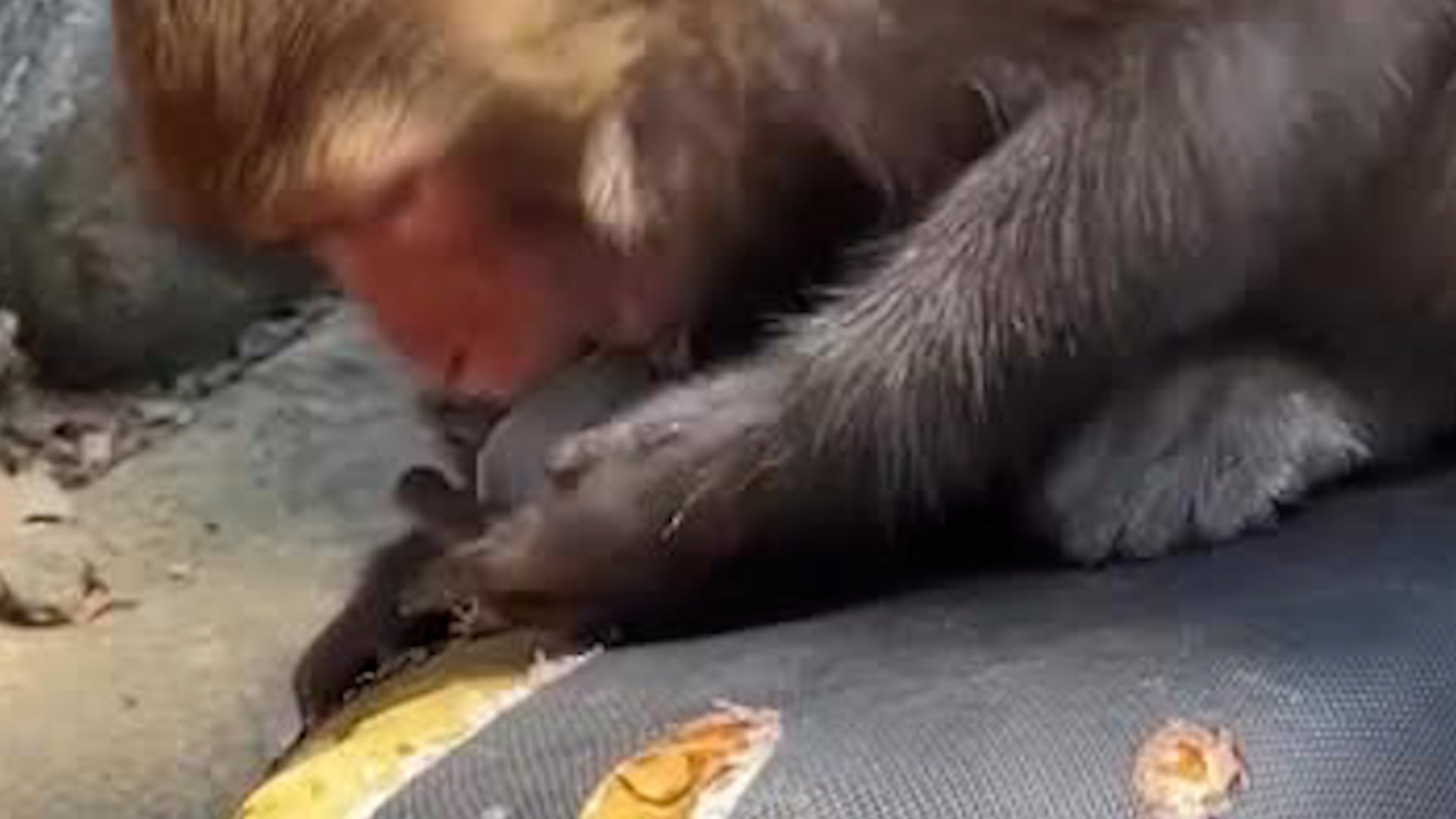 Wild monkey seen tearing apart motorcycle seat