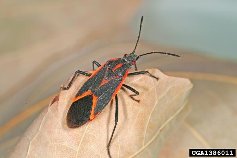 Why you shouldn't crush boxelder bugs that invade your home this fall