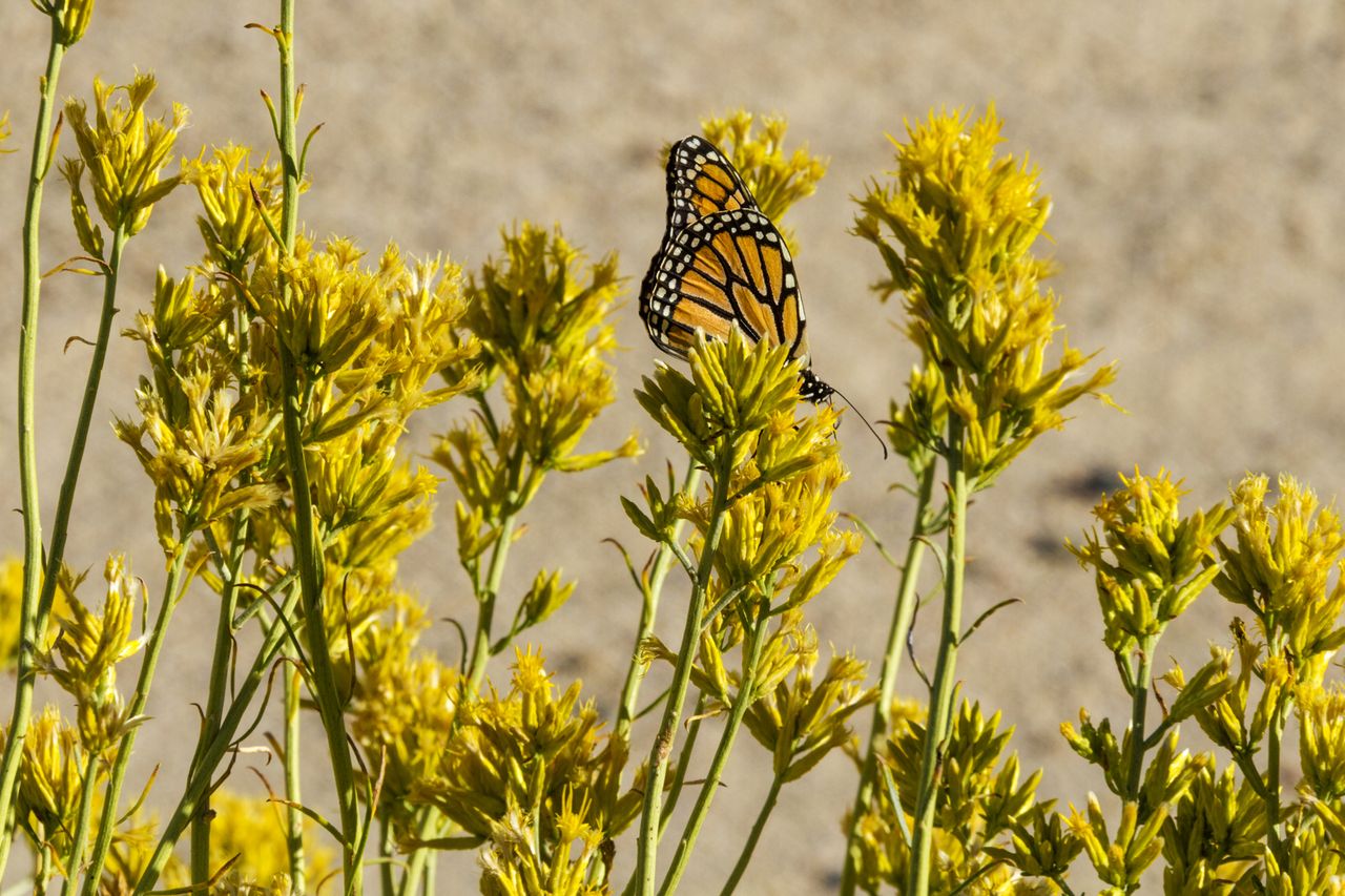 A butterfly resting on yellow flowering plants in an outdoor setting