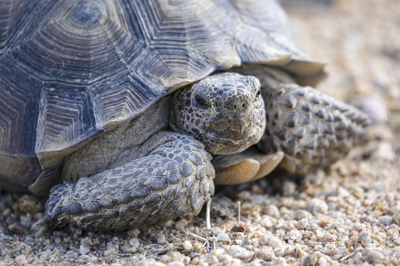 Closeup of a desert tortoise on rocky terrain