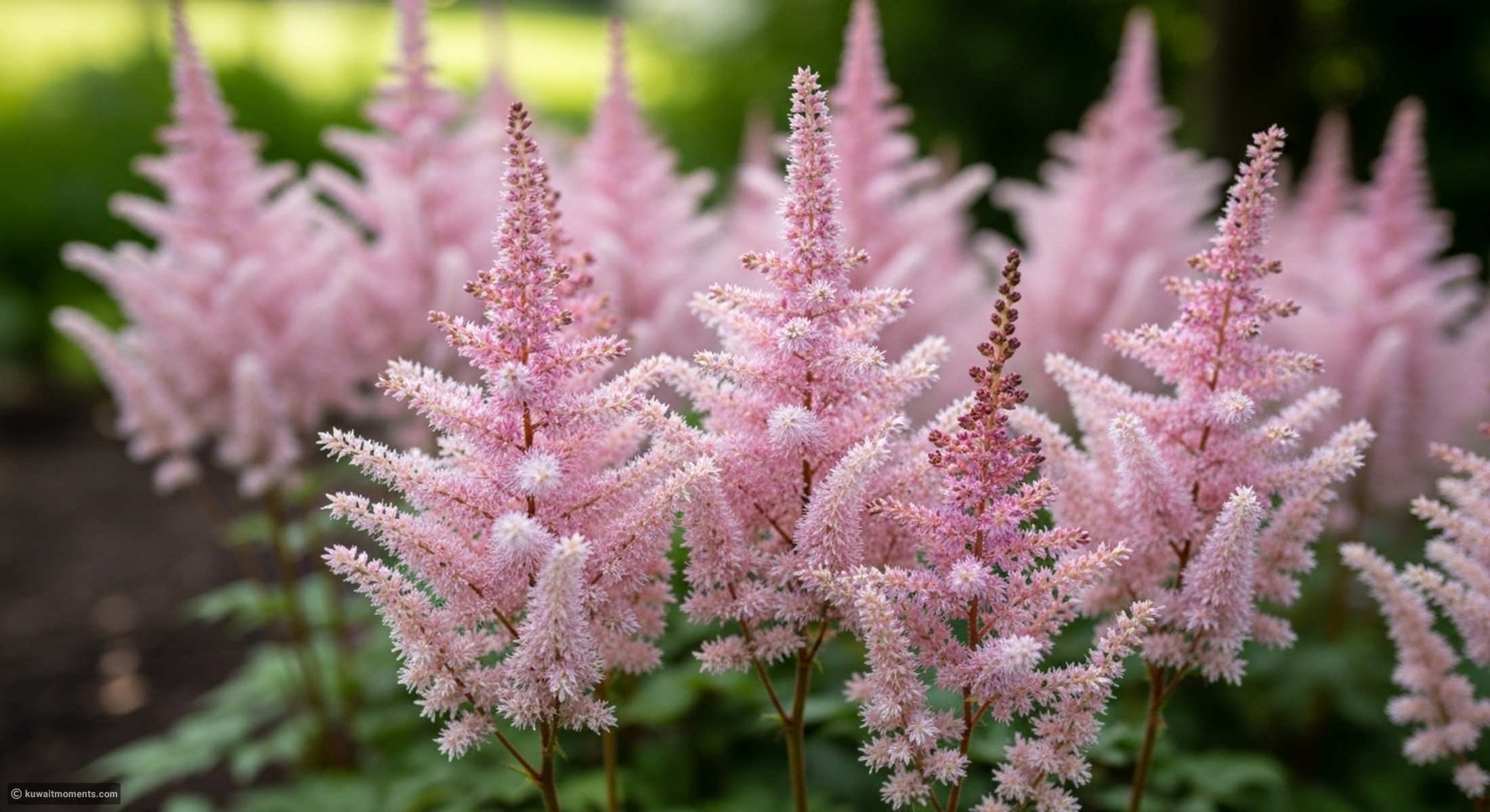 20 perennials to plant in March for a color-packed spring garden