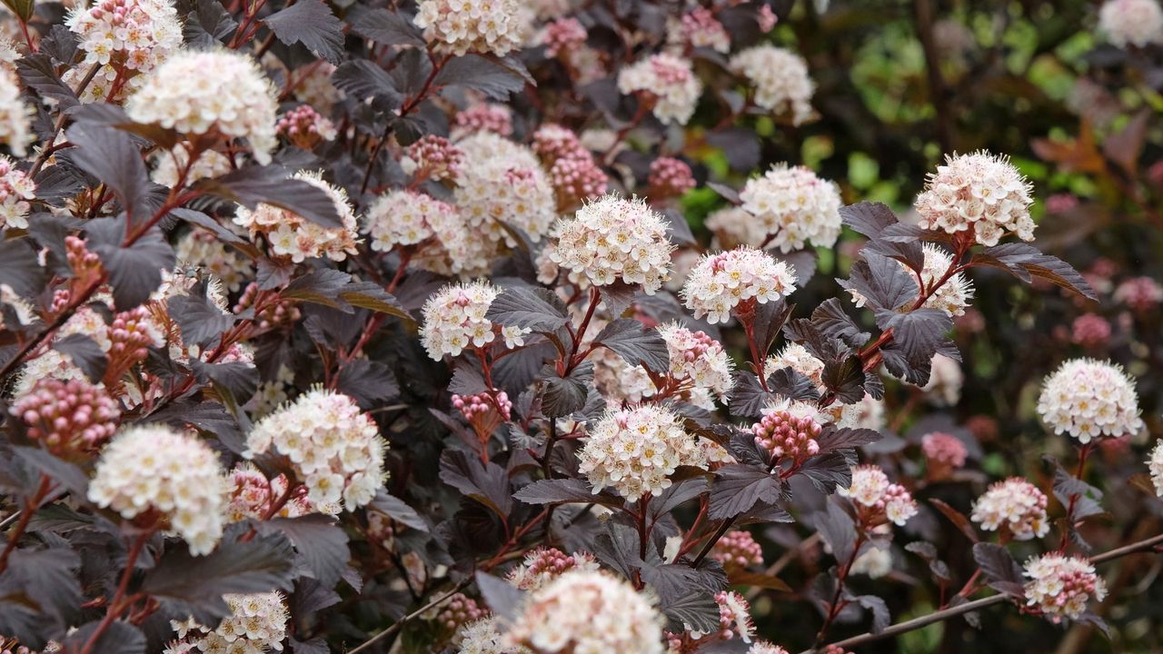 You can grow ninebark in containers for a wildlife-friendly shrub and a ...