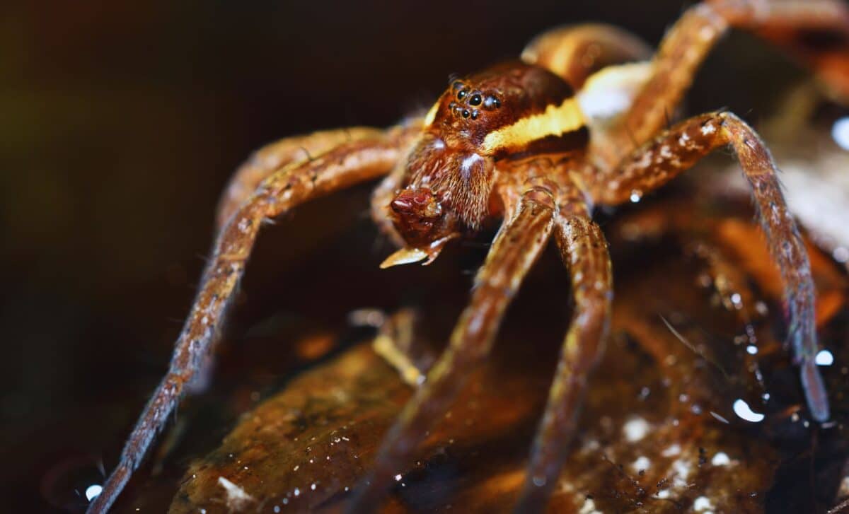 After years out of sight, these hand-sized water-walking spiders are ...
