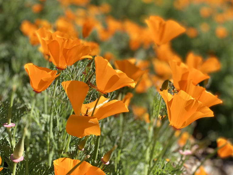 Sonoma County in the spring - A blend of luxury experiences