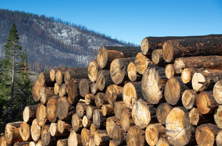 3 California timber projects receive $60M for operations, wildfire ...