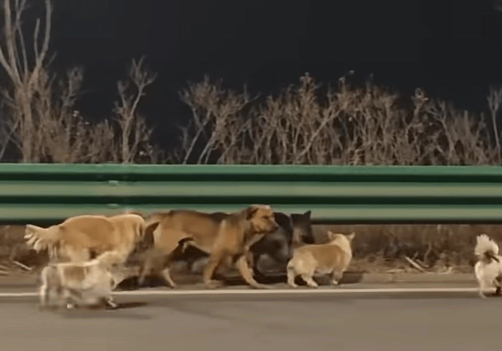 7 dogs make 10-mile journey home after escaping from thieves