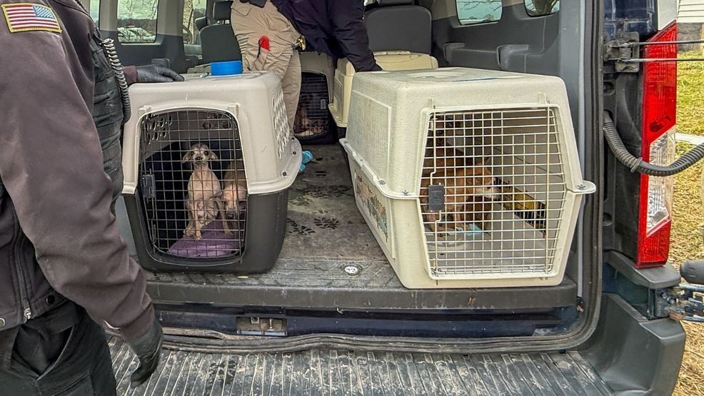58 dogs seized from Orleans County home
