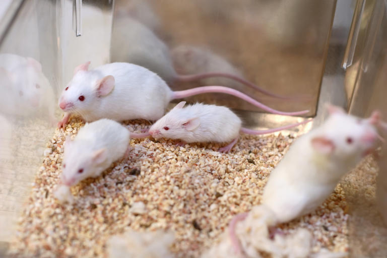 Scientists tried to clone mice indefinitely. Here’s what they found
