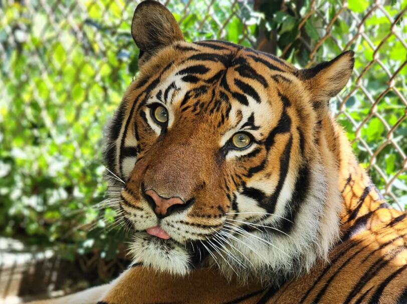 Zookeepers euthanize tiger at Dickerson Park Zoo in Springfield