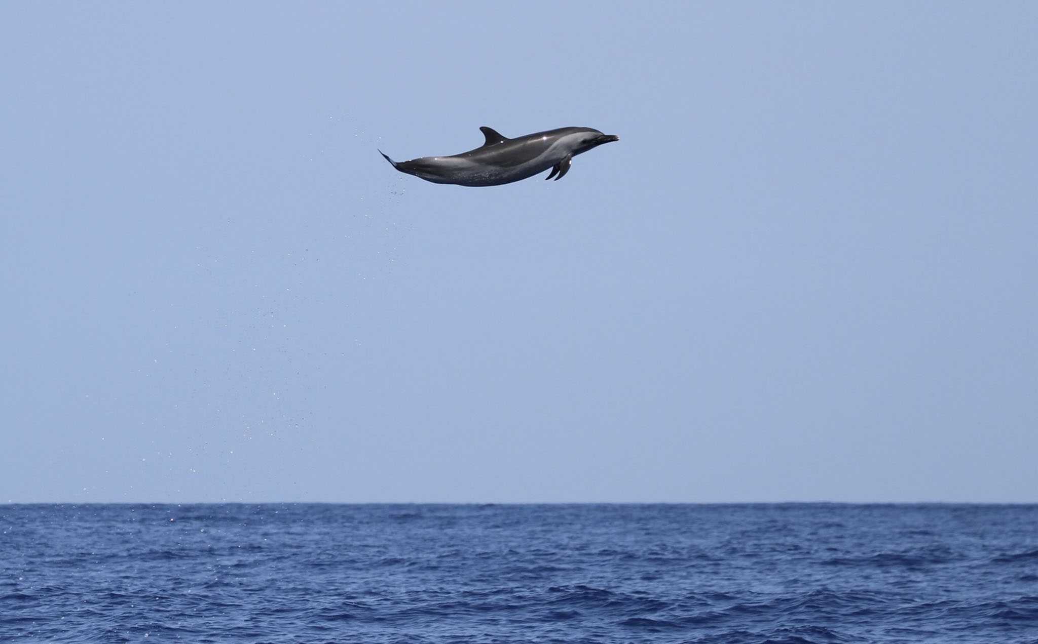 Dolphin’s gravity-defying jump caught on camera, dubbed ‘Michael Jordan ...