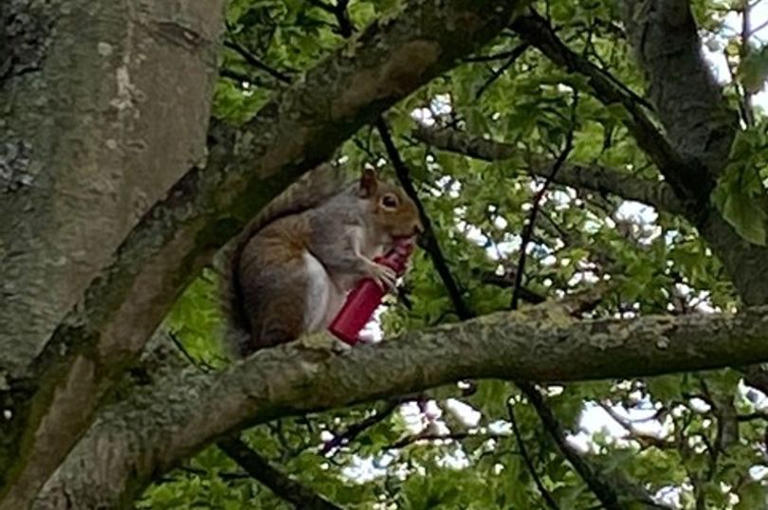 Vaping squirrel seen 'getting off its nut' may have been 'attracted by ...