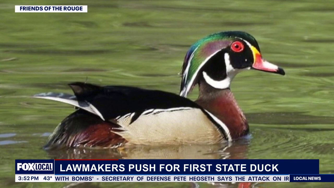 Brother Nature's news: Michigan state duck bill & man convicted for ...