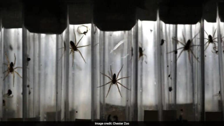 After years out of sight, these hand-sized water-walking spiders are ...