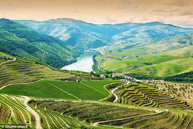 Vineyards in the Douro Valley, Portugal, draw in tourists in their hordes