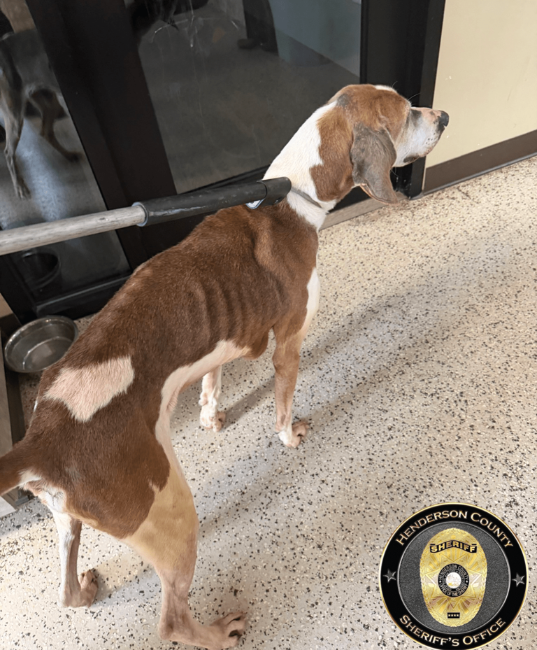 Henderson County man charged with animal cruelty