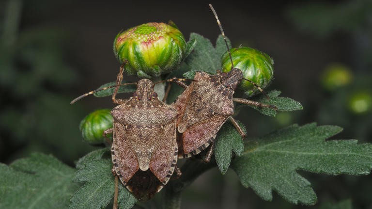 Naturally repel stink bugs from your garden with these essential oils