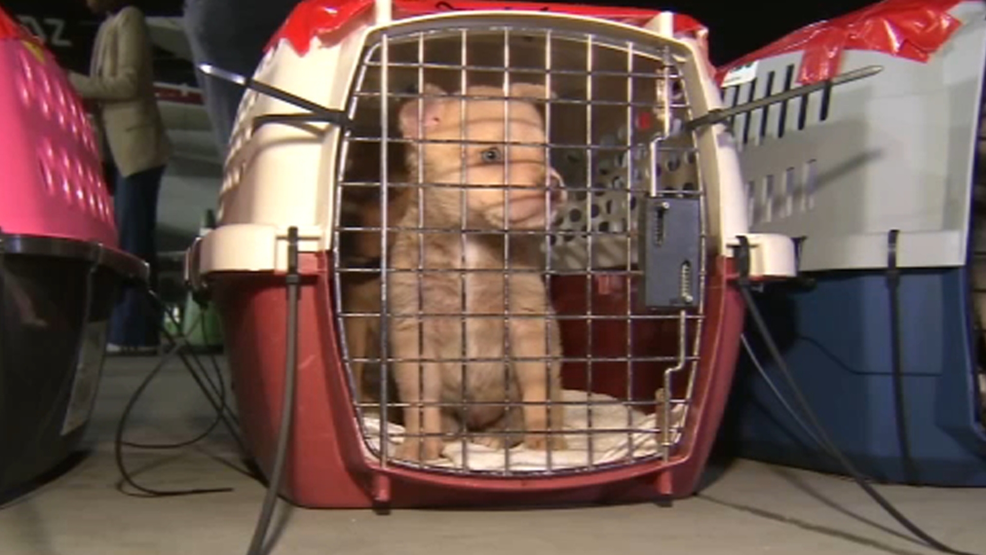 Dozens of dogs flown from LA to Chicago to ease crowded shelters