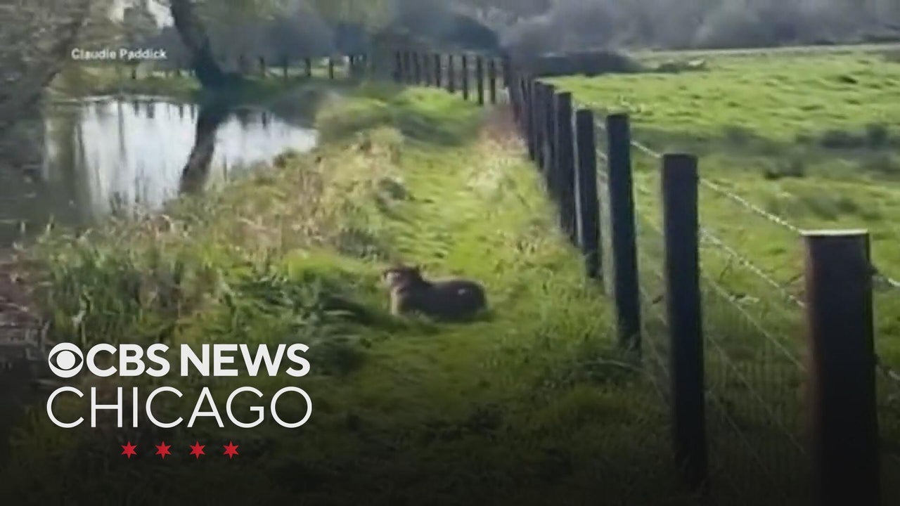 Giant rodent on the run in England