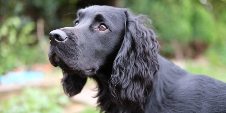 5 affectionate dog breeds that never want to leave your side