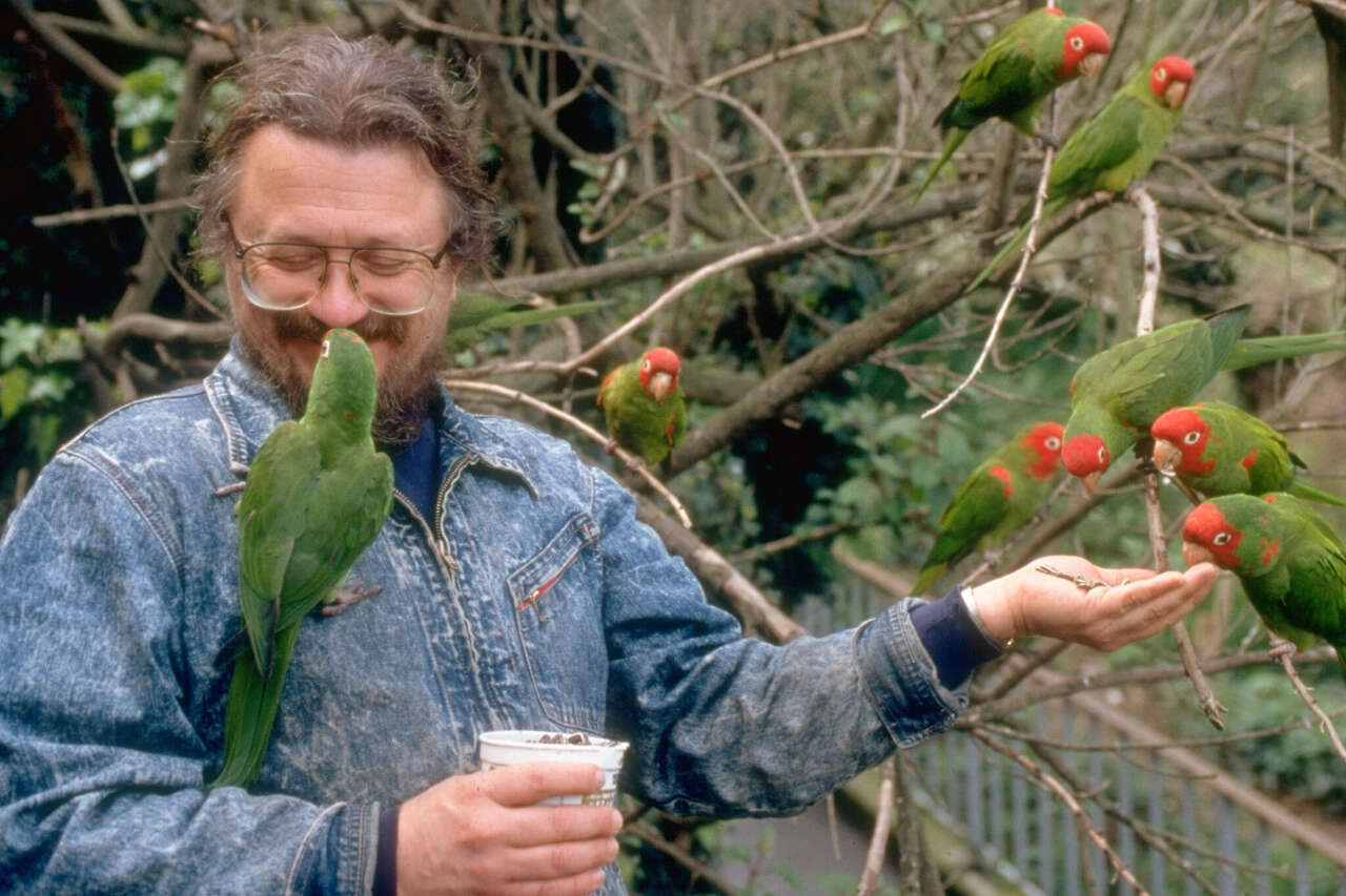 The man who made San Francisco's wild parrots famous dies at 74