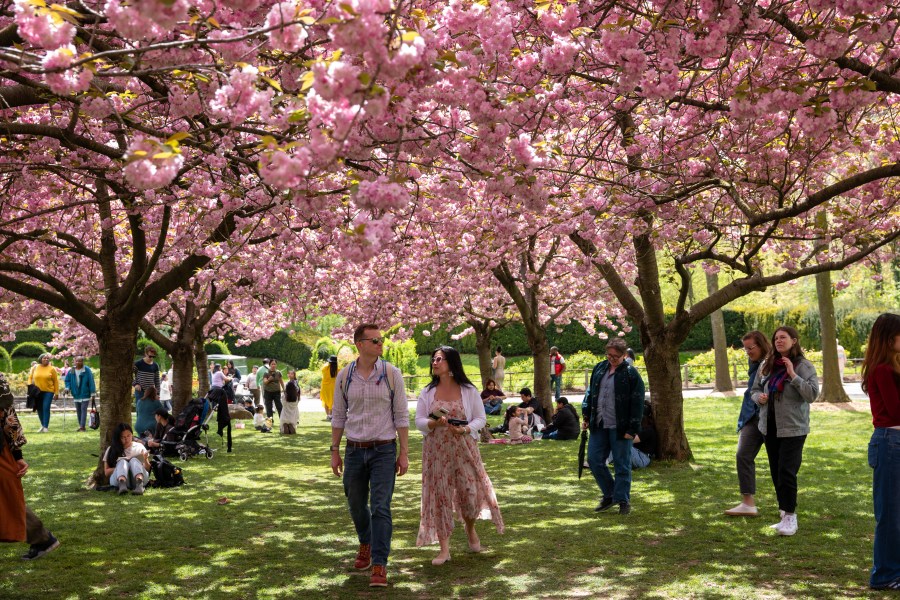List: Best parks to see cherry blossoms in NYC