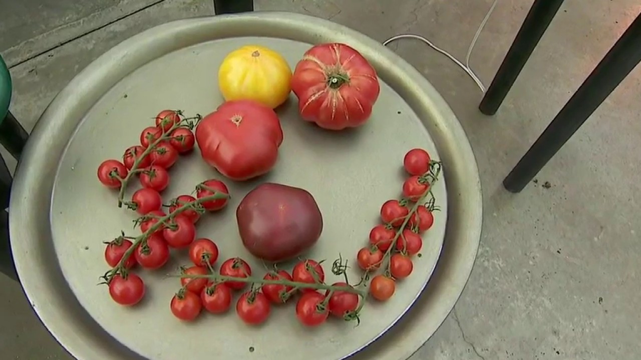tips-for-starting-tomatoes-from-seeds-indoors