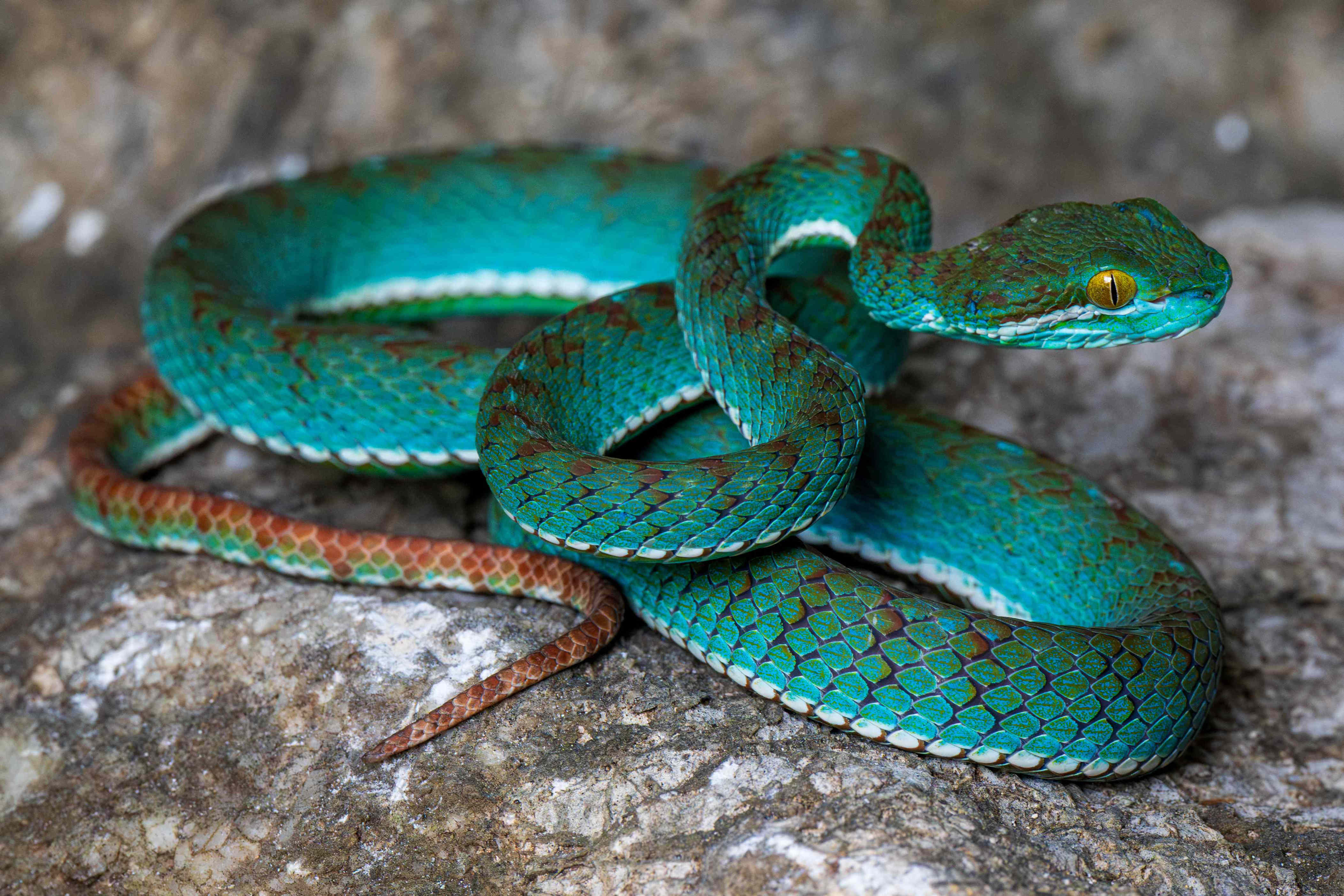 Bright Turquoise Viper and a Flying Snake Among the 11 News Species