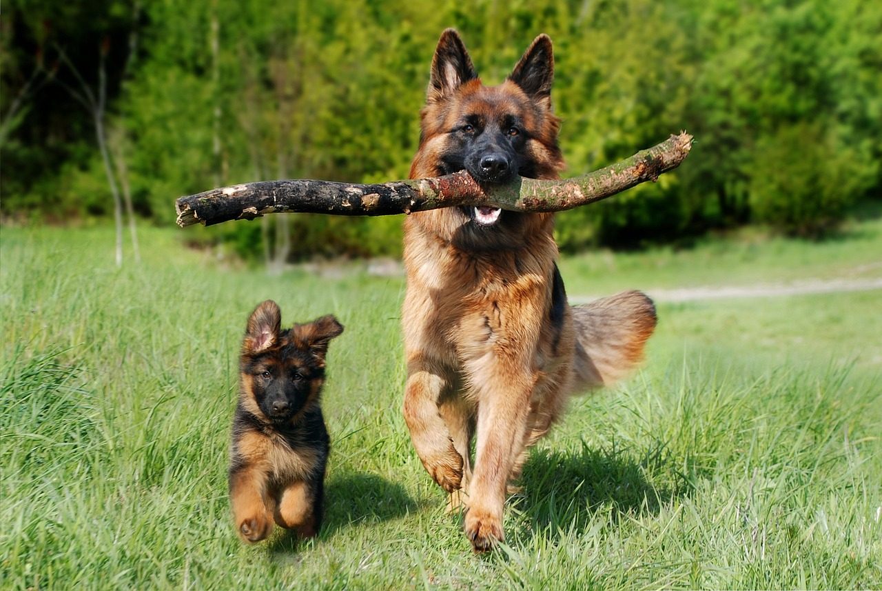 11 dog breeds that bond deeply with one person and rarely let go