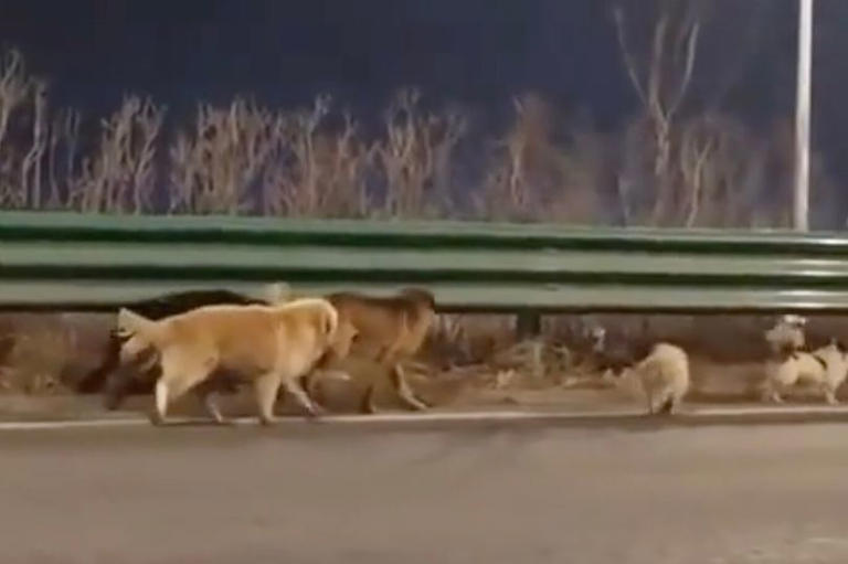 Stolen dogs escape Chinese meat factory and form 'band of brothers' to get  home