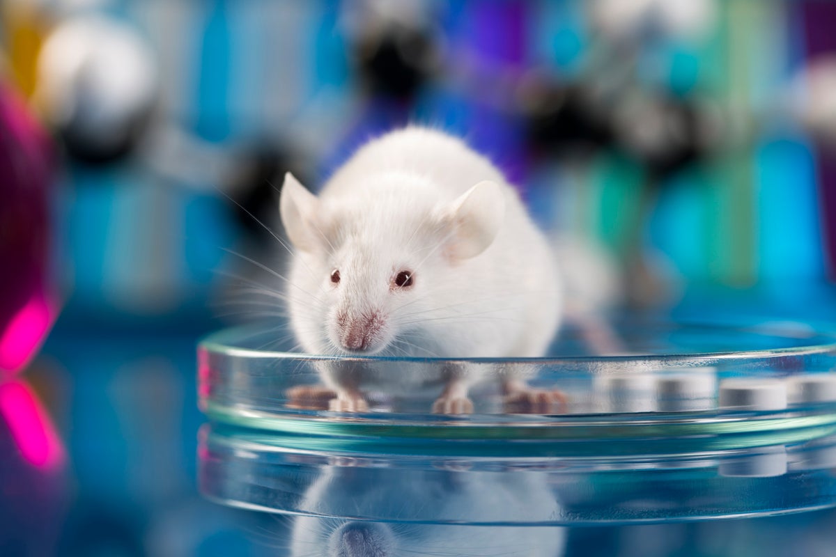 Scientists tried to clone mice indefinitely. Here’s what they found<br><br>