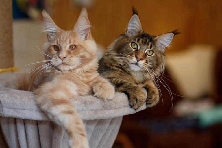 Maine coon kitten pushes his brother into water bowl like an old-school ...
