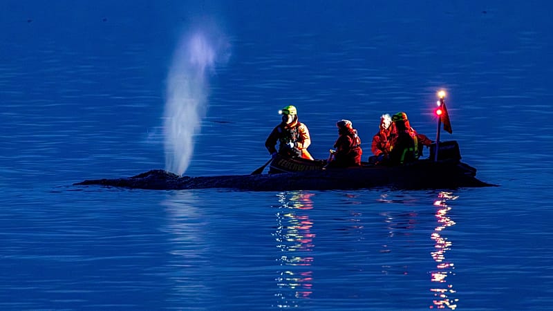 Fading hopes as rescuers attempt to refloat stranded humpback whale on ...