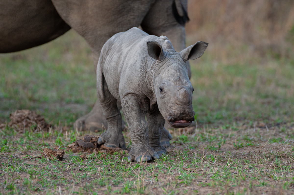 columbus-zoo-s-new-baby-rhino-calf-exploring-alongside-mom-will-melt