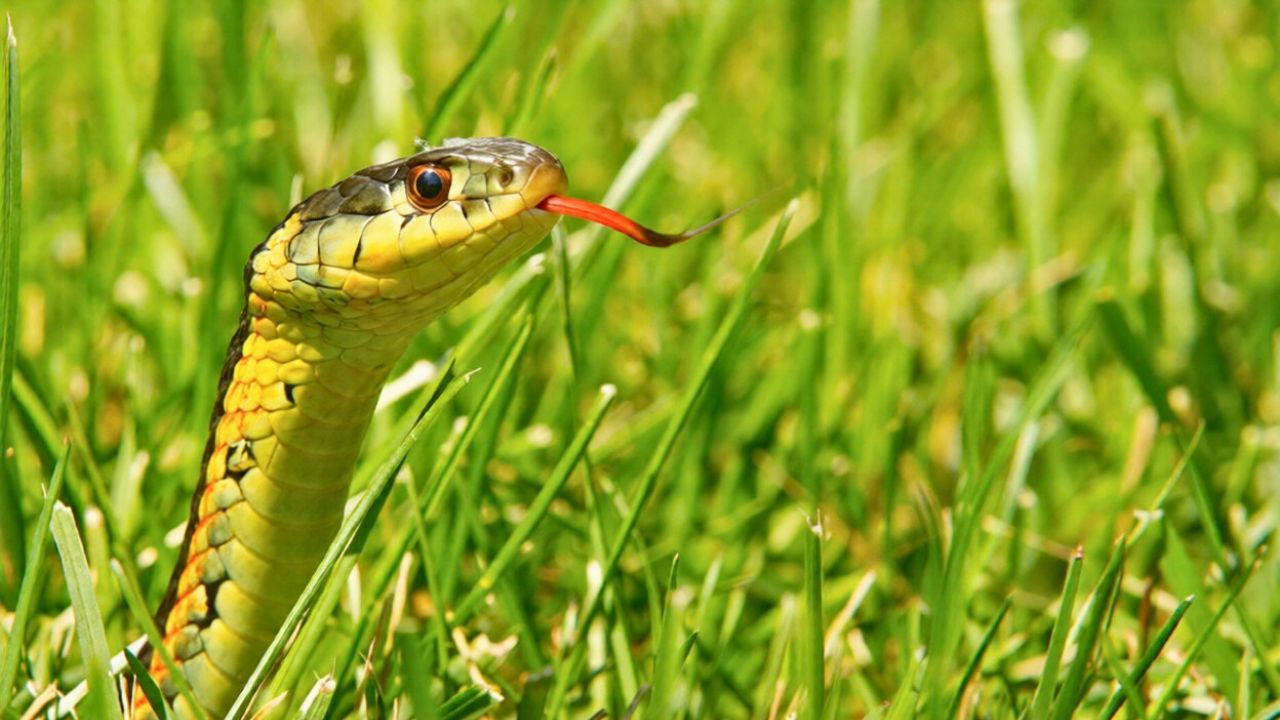 10 yard features that invite snakes once the weather warms up