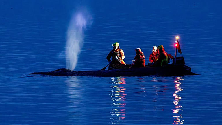 Fading hopes as rescuers attempt to refloat stranded humpback whale on ...