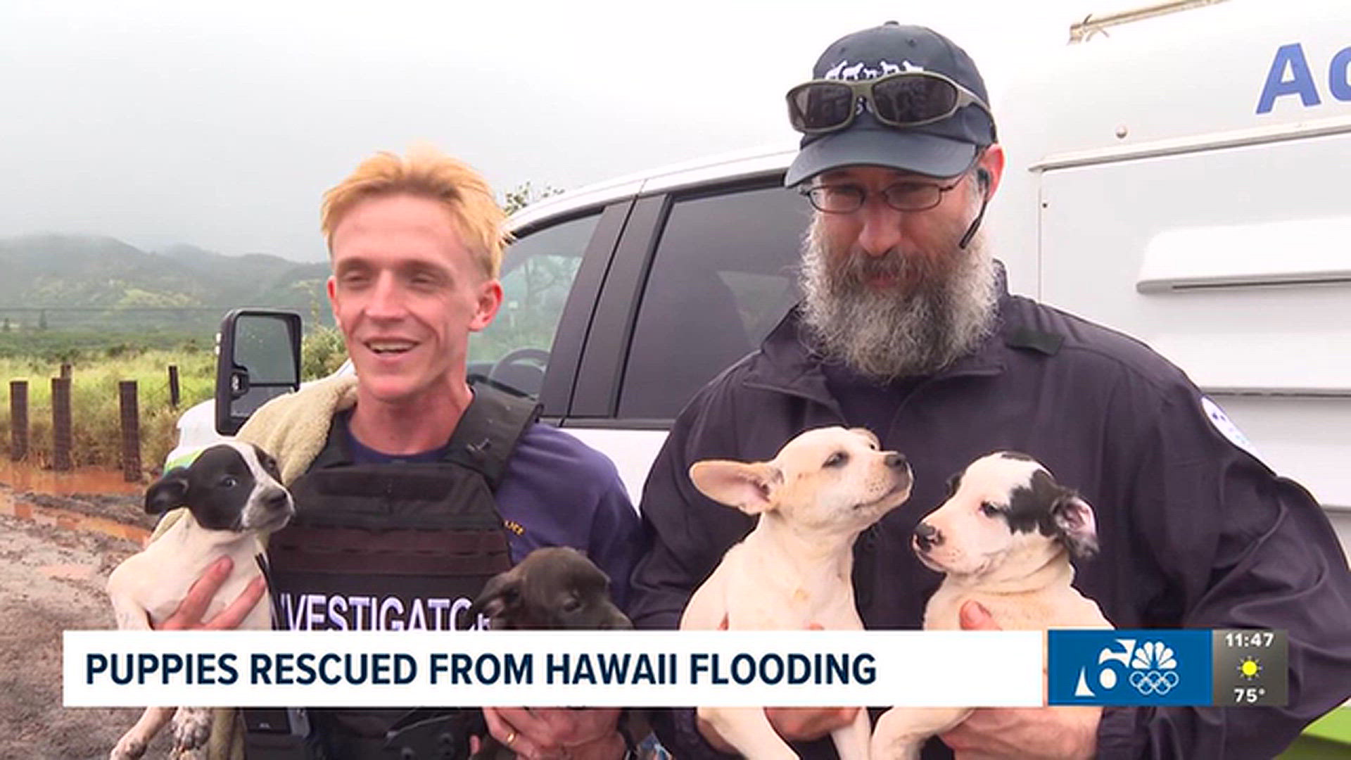 Rescue workers rally to save trapped puppies amid Hawaii floods