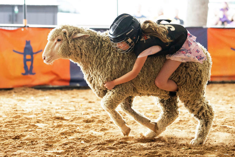 2026 Houston rodeo by the numbers: 2.6 million cowpokes and record ...