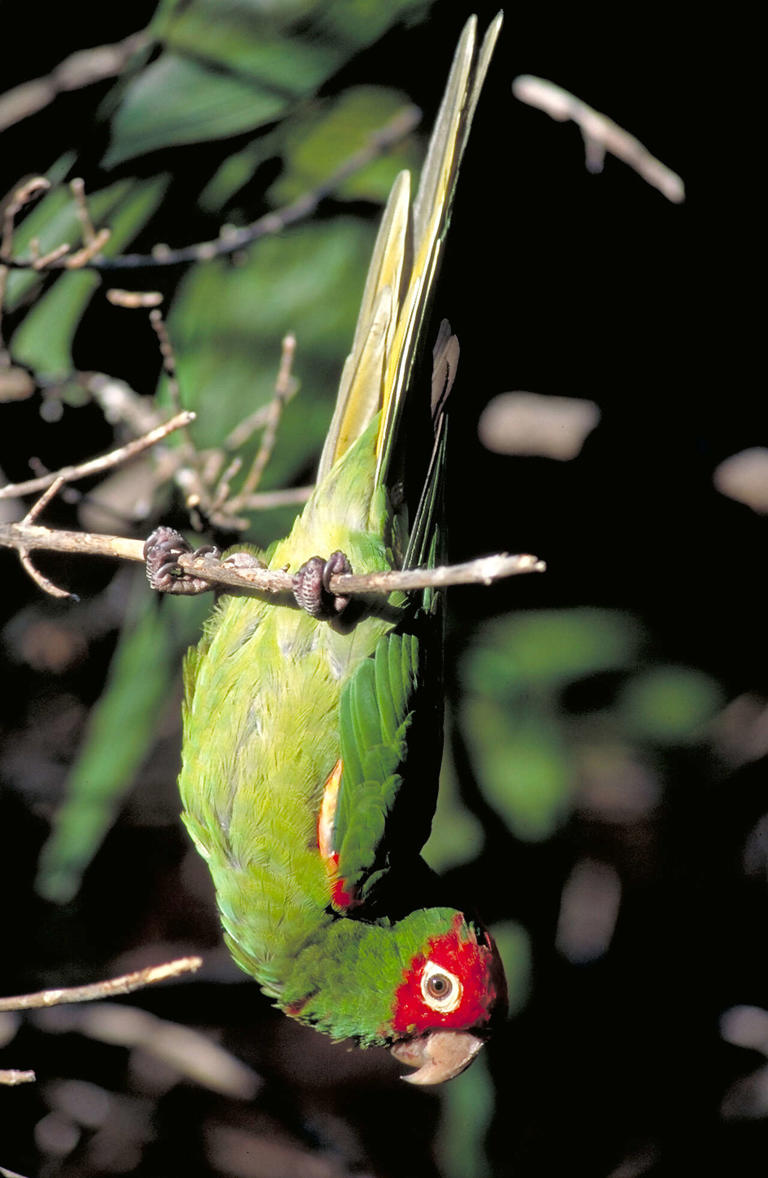 The man who made San Francisco's wild parrots famous dies at 74