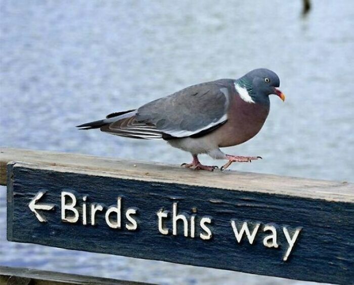 45 Ironic And Sarcastic Images For People With Great Sense Of Humor