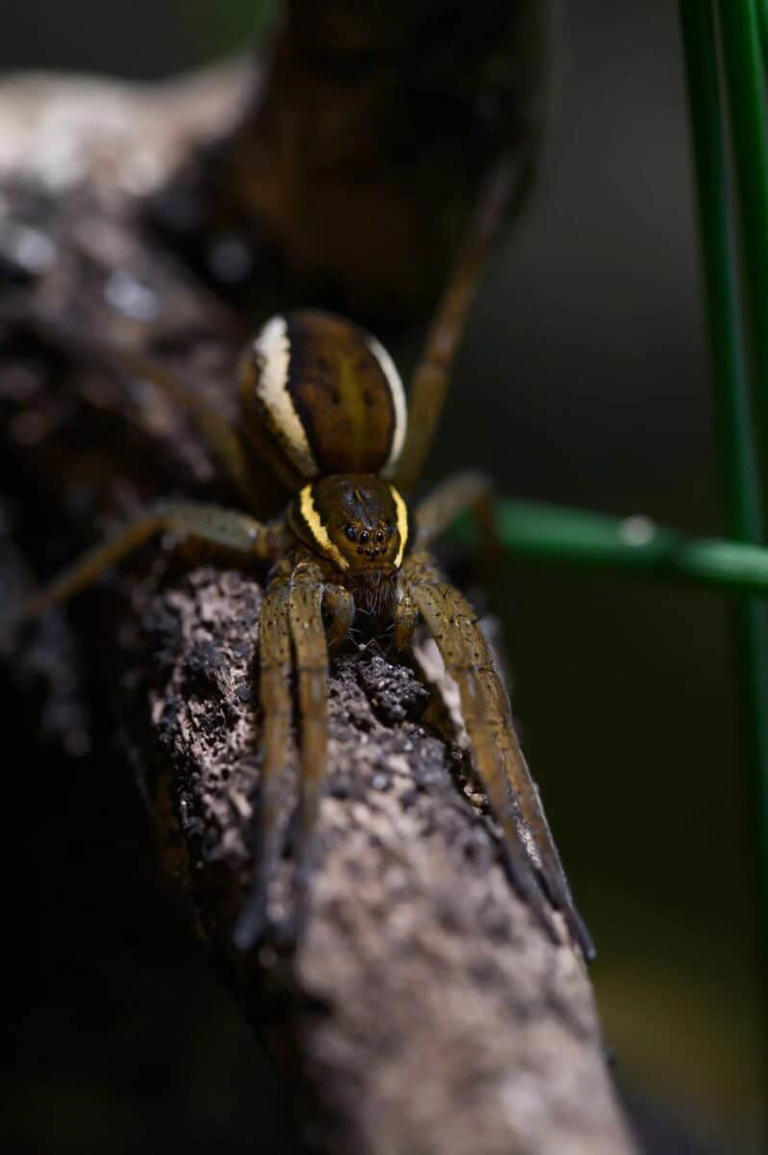 After years out of sight, these hand-sized water-walking spiders are ...