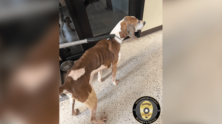 Henderson County man charged with animal cruelty