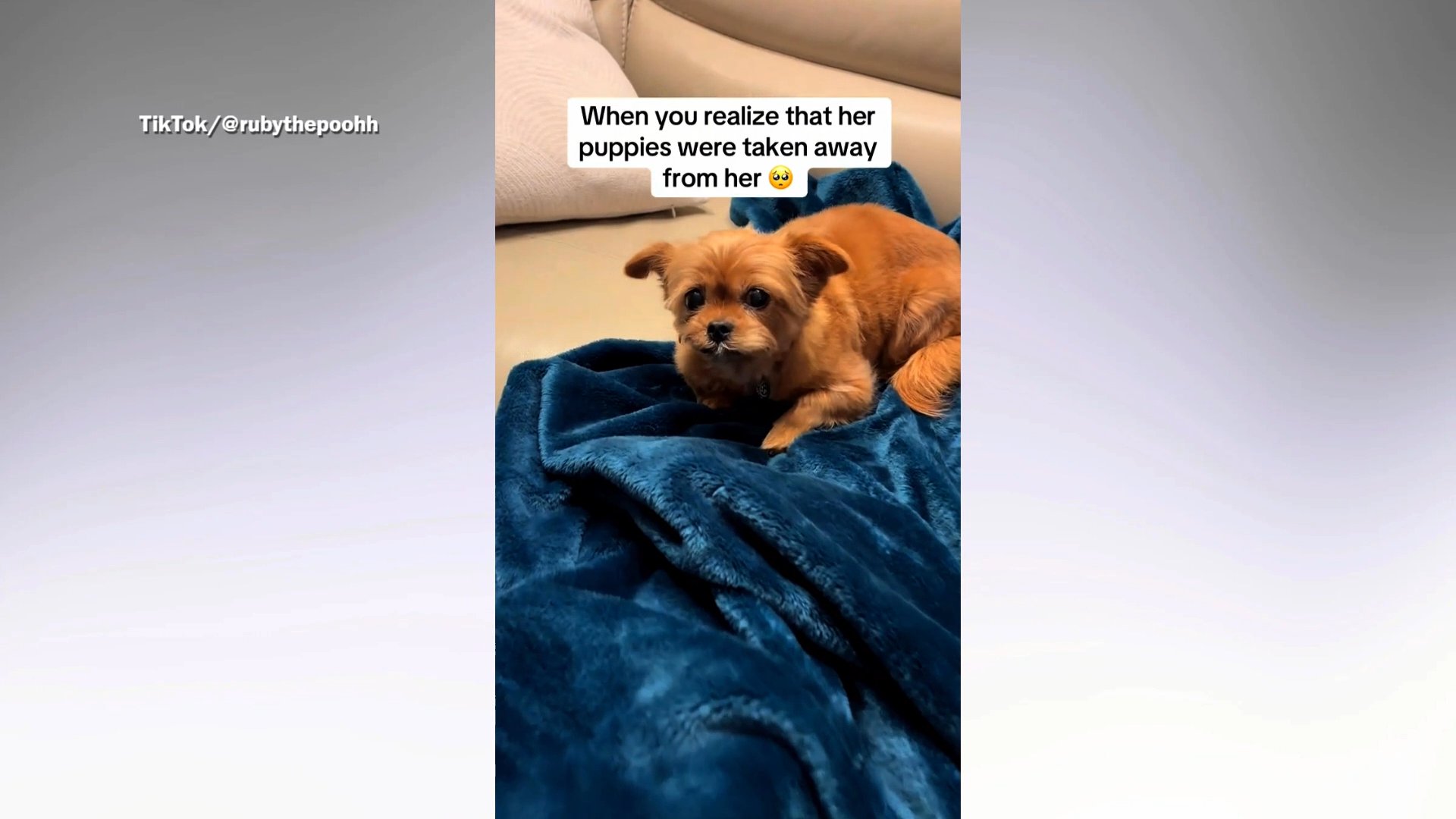 Owners find out why dog is upset<br><br>