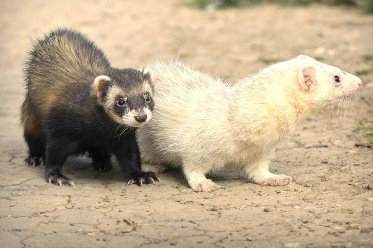 Inhabited island eradicates its entire invasive ferret population to ...