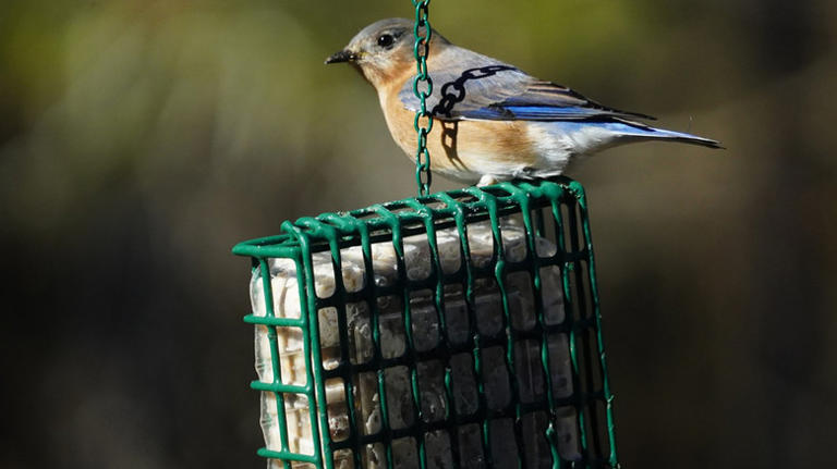 The versatile bird station from Walmart with hooks for feeders, water ...