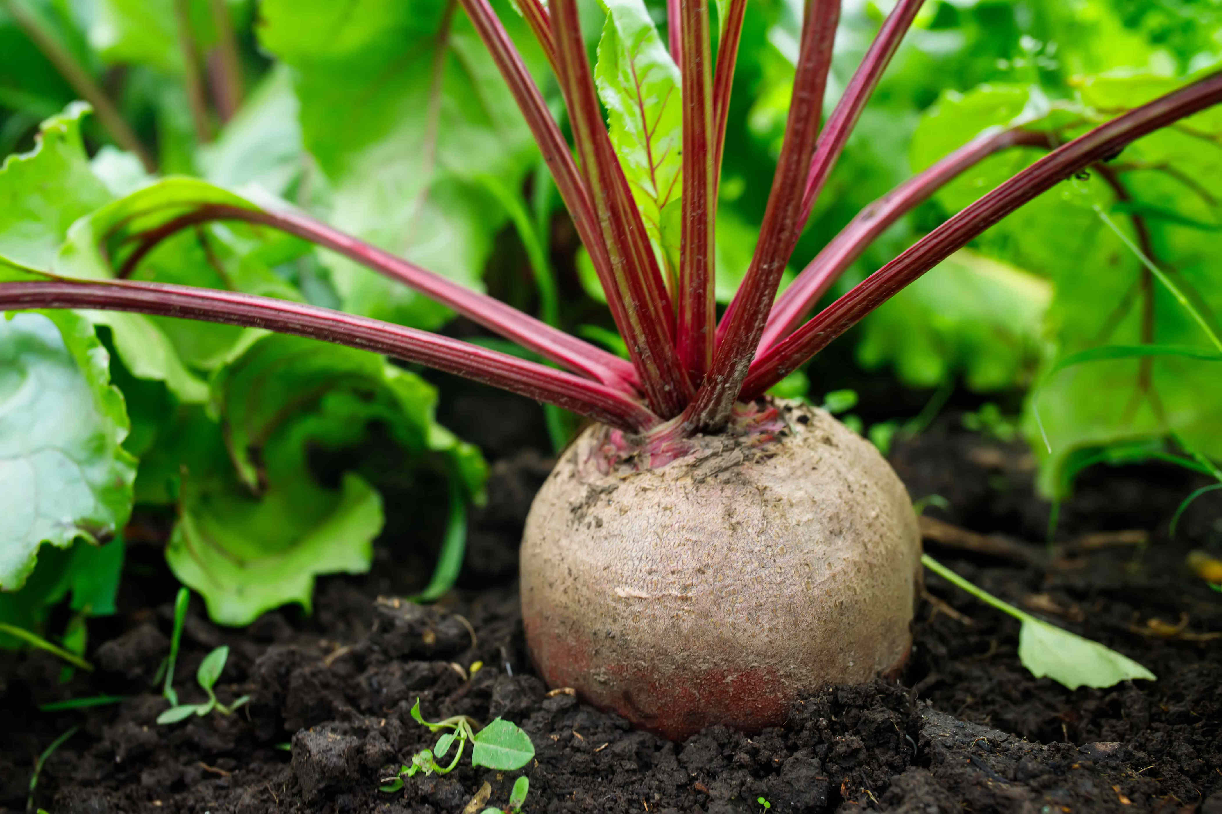 How to grow beets in containers for a colorful harvest