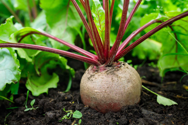 How to grow beets in containers for a colorful harvest