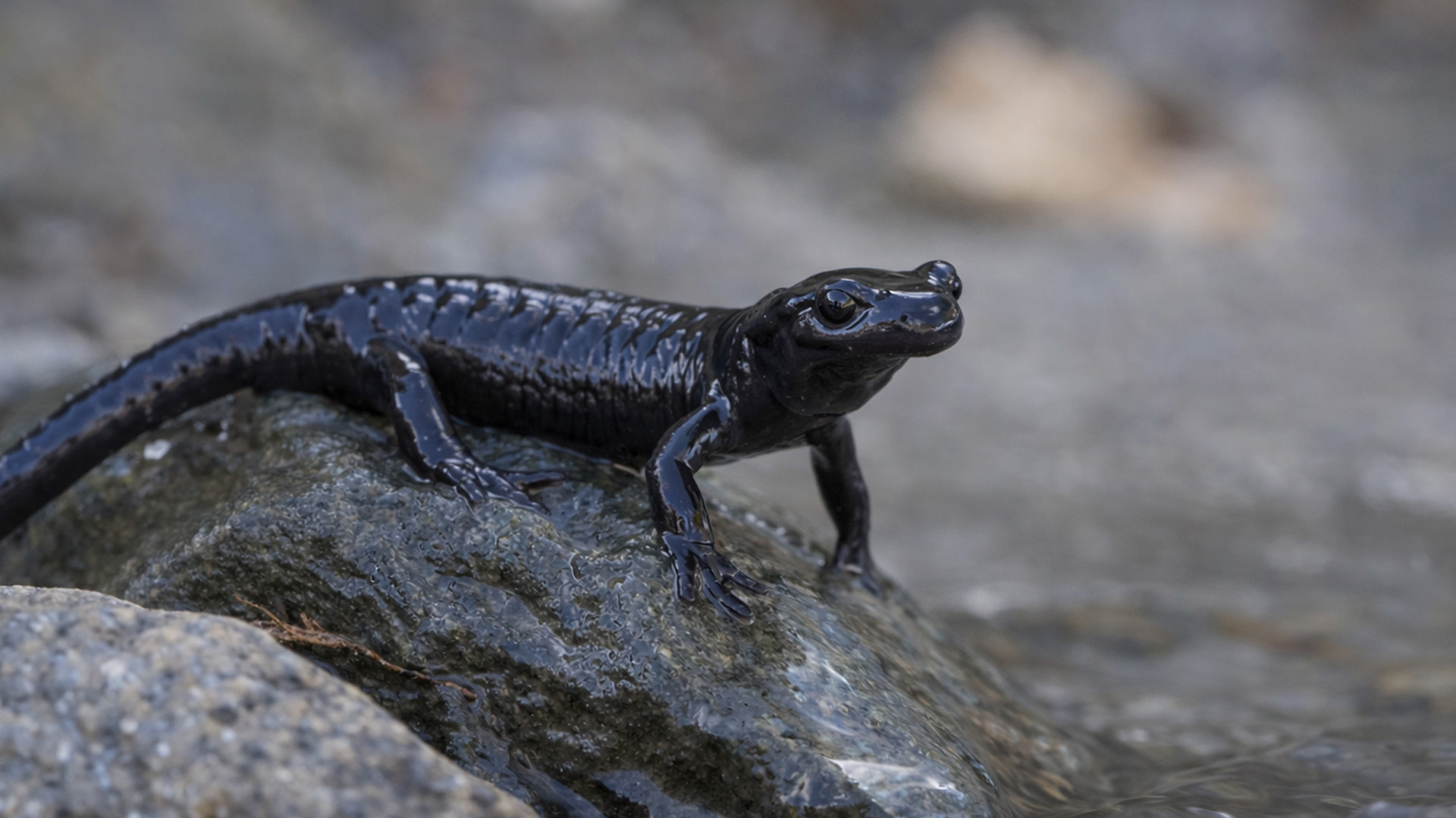 Hidden stream camera captures an elusive salamander