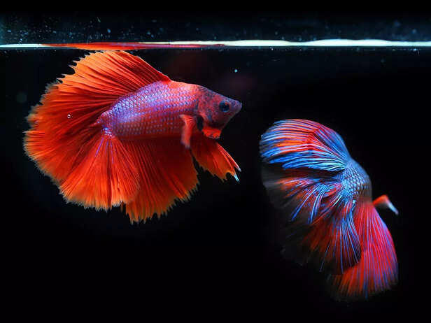 Betta fish companions: Best to worst ranked