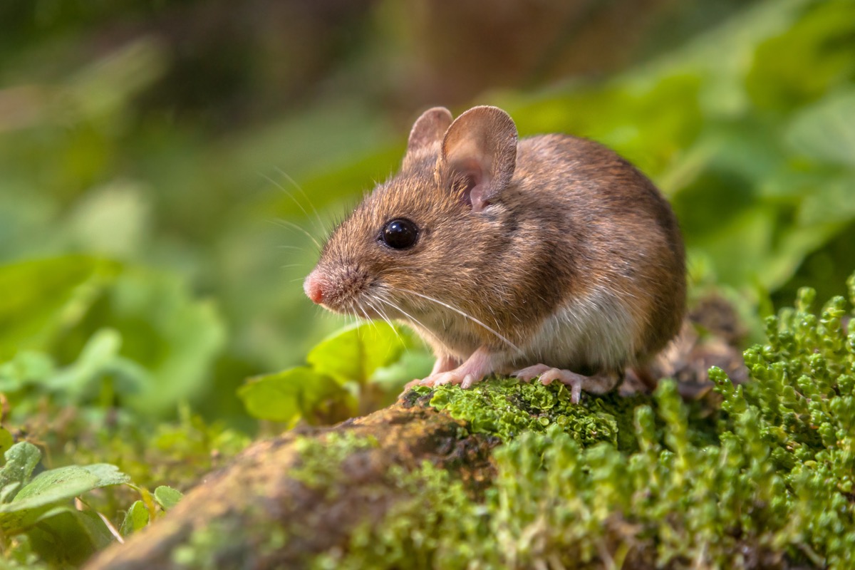 a-single-injection-fixed-schizophrenia-related-brain-problems-in-mice