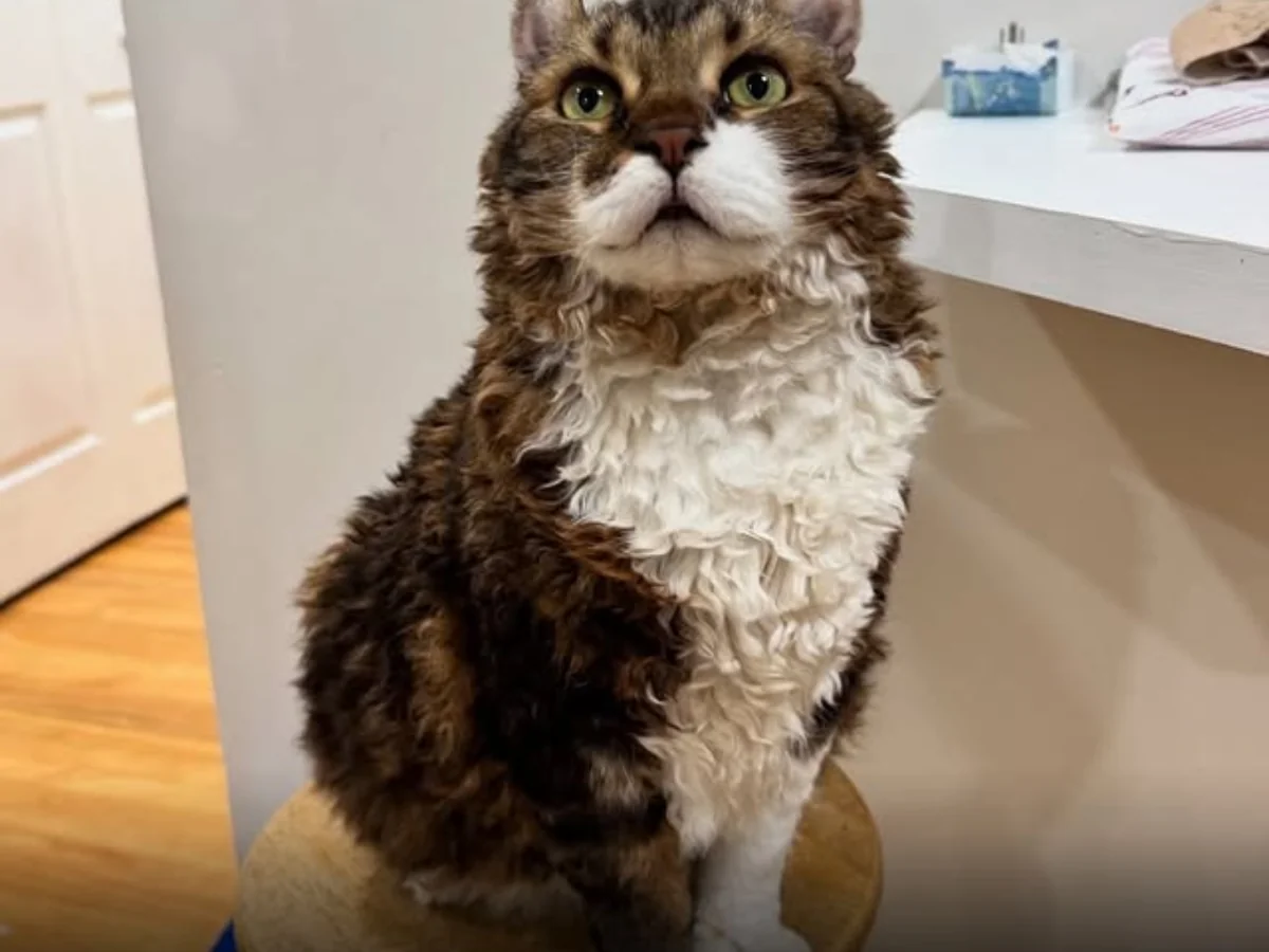 Gato com pelo cacheado viraliza nas redes sociais e encanta internautas